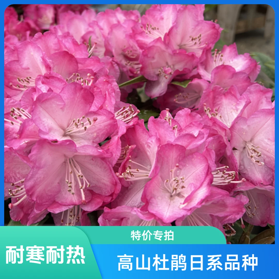 进口高山杜鹃冷凉花卉原盆原土发货直播链接庭院地栽盆栽观赏花卉