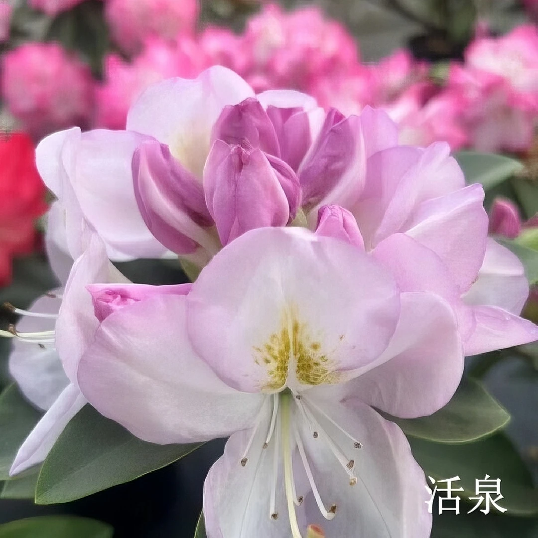 高山杜鹃2加仑原盆原土发货耐寒稀有绿植园林花卉盆栽阳台庭院