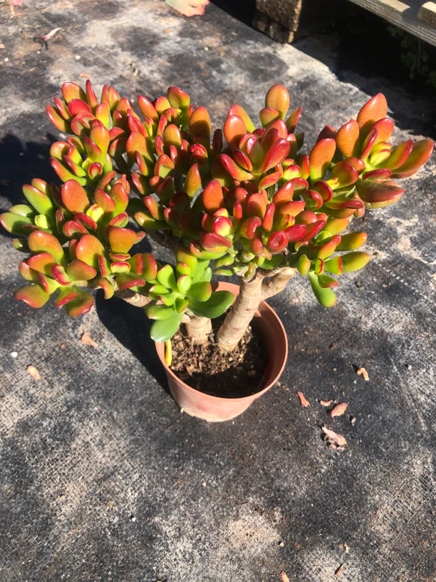 【招财猫】带盆土发云南产地直发【两单包邮】多肉盆栽植物好看好养