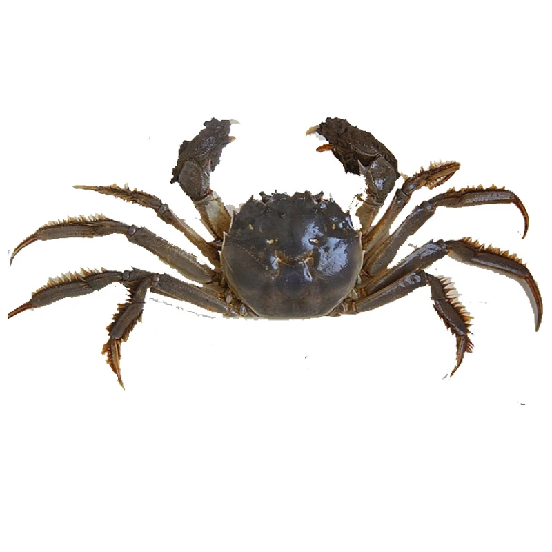 公河蟹约1.1-1.5两/只 称重