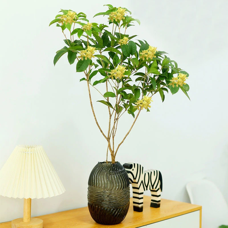 办公室绿植水培桂花树植物~带根水养满屋飘香~客厅南天竹马醉木