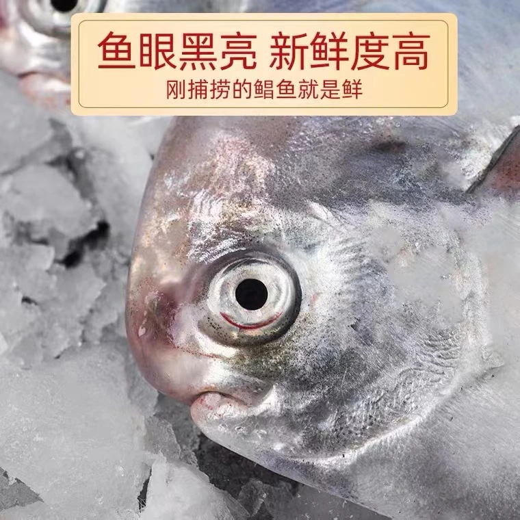 琴岛渔鲜福 野生银鲳鱼 小鲳鱼 新鲜野生海捕鱼4斤(3-4条左右/斤)