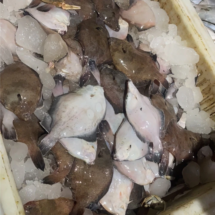 青岛近海发货小鼓眼鱼4斤20条左右一斤炸吃手选新鲜