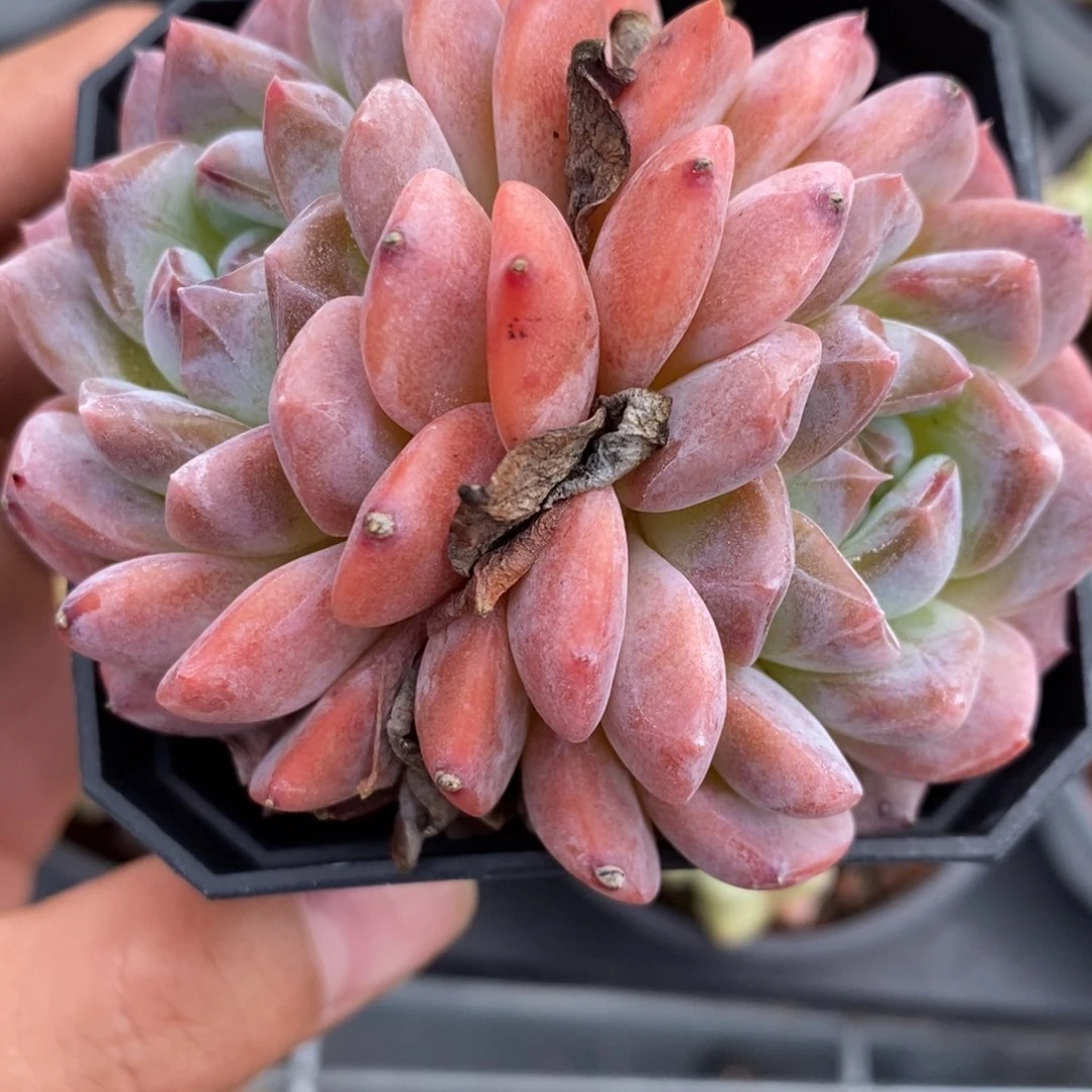 9-23TXB定向闪购26