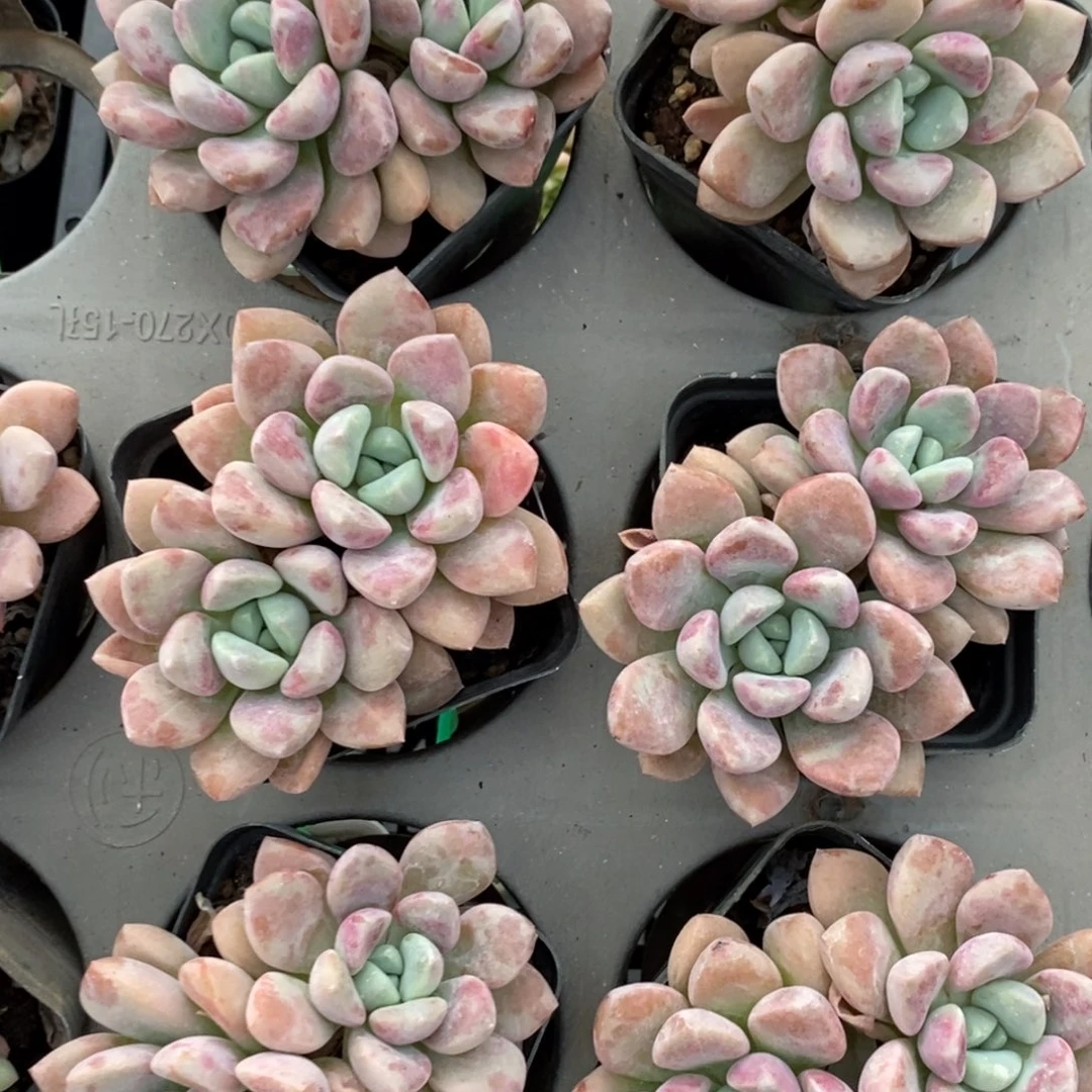 9月1日双头花斑鹿