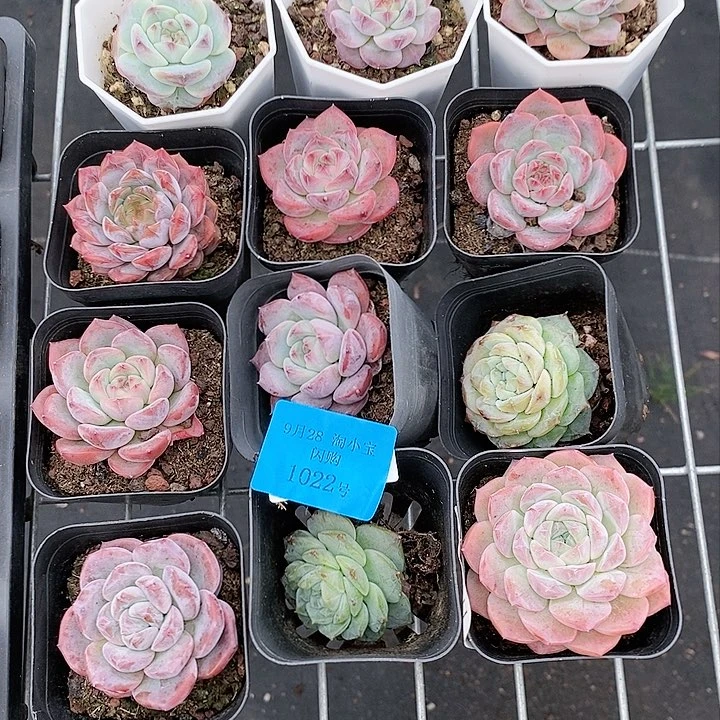 闪购 1022号 珍妮组合 王小