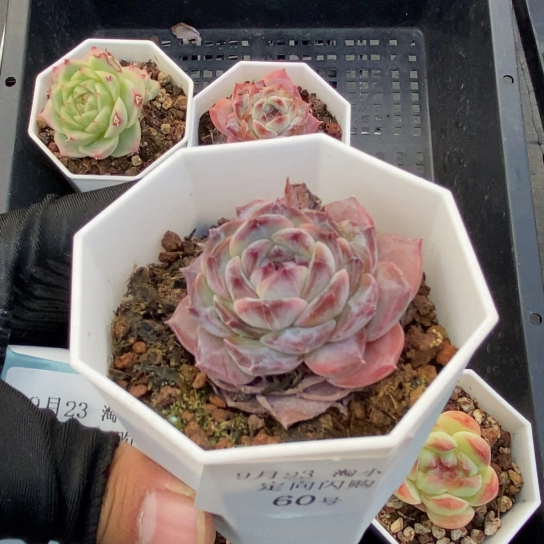 9-23TXB定向闪购60