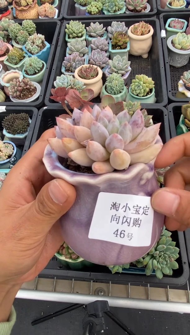 【闪购商品】46号多肉植物闪购