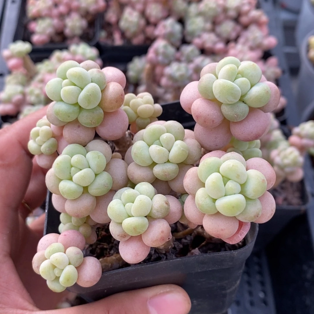 2169-23TXB定向闪购