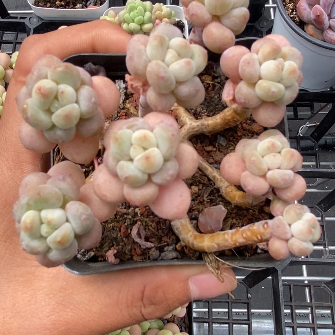 闪购定向1292洛可可