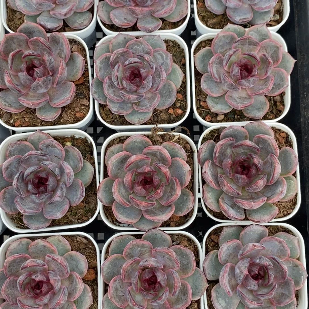 8月25日蓝莓多肉