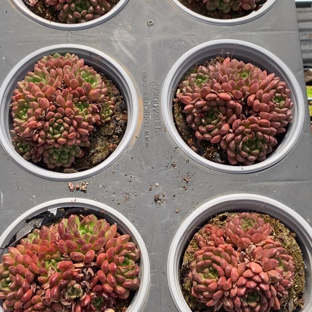 8月24日红宝石（小章）