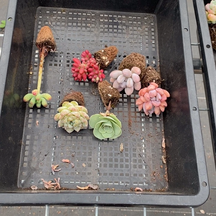 闪购 1040号肉肉组合 在野