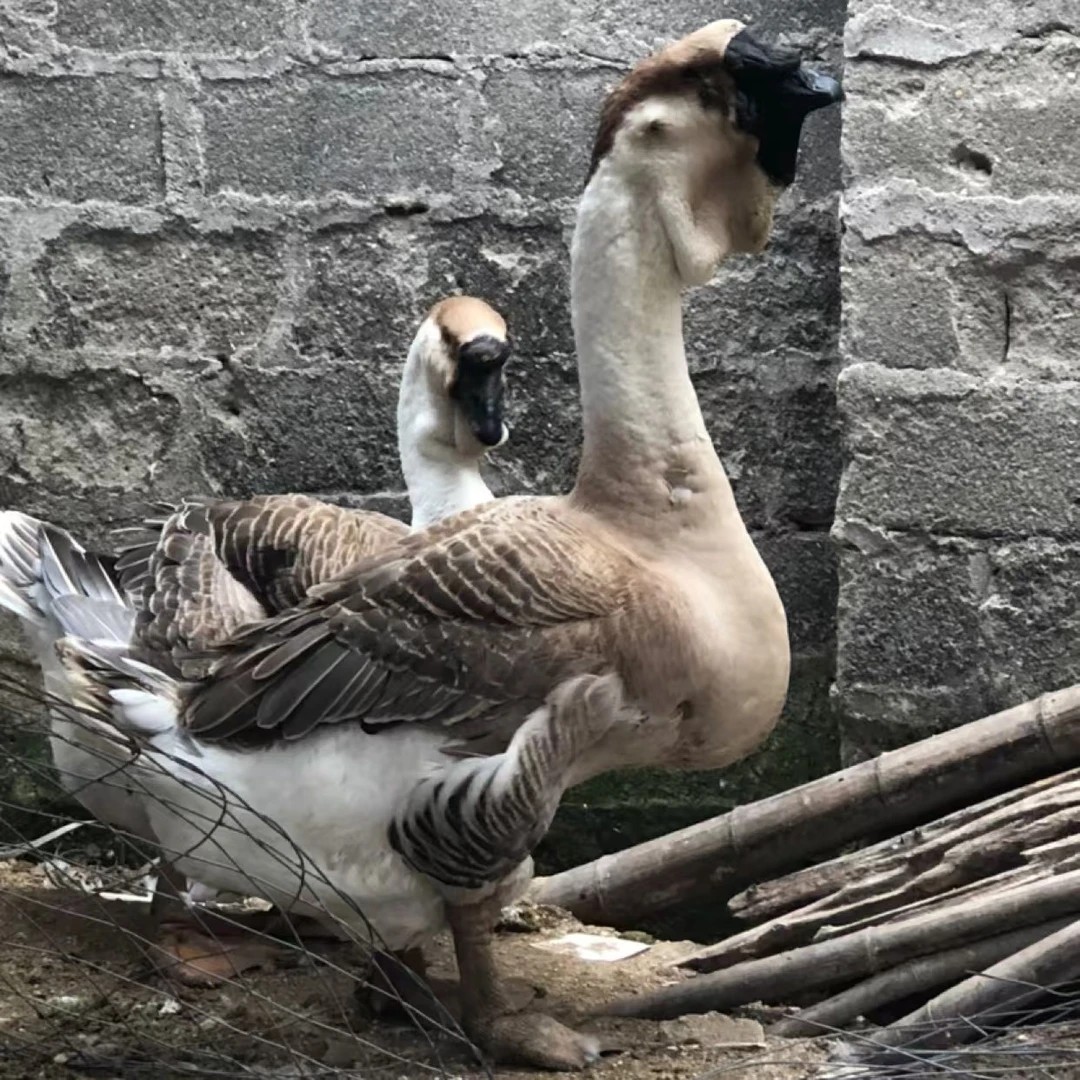 正宗潮汕特大种狮头鹅养殖（肉质鲜美）顺丰包邮发货