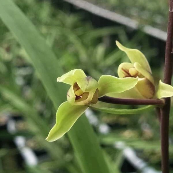 飘逸 幽香 寒兰 水仙