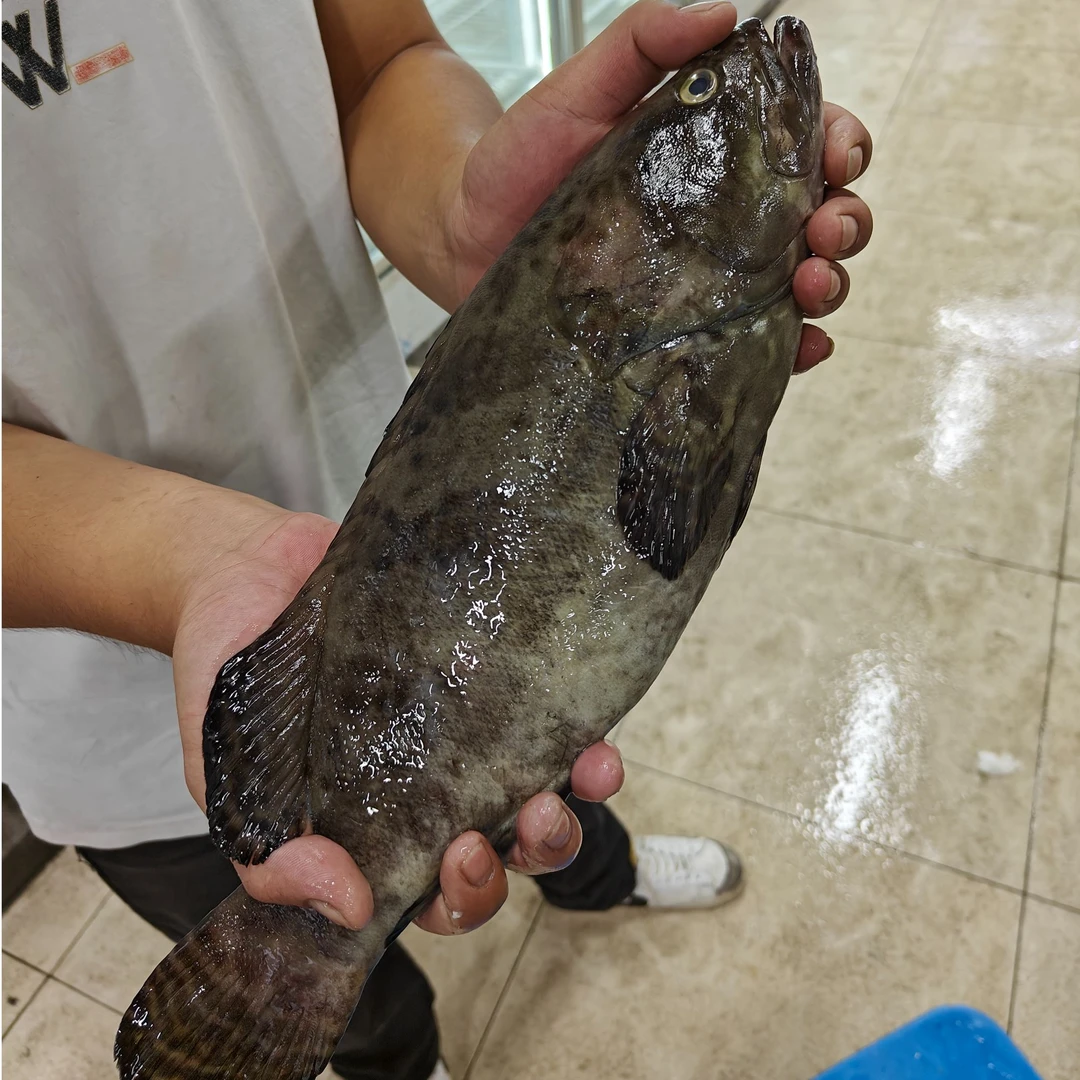 【阿奇鲜生】鲜货龙胆石斑鱼两条 生猛海鲜