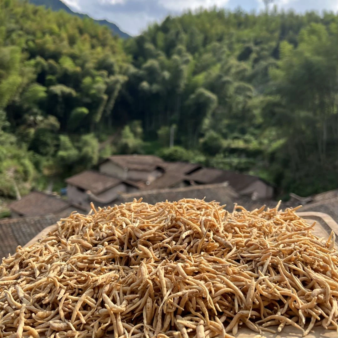 高山 农家 太子参