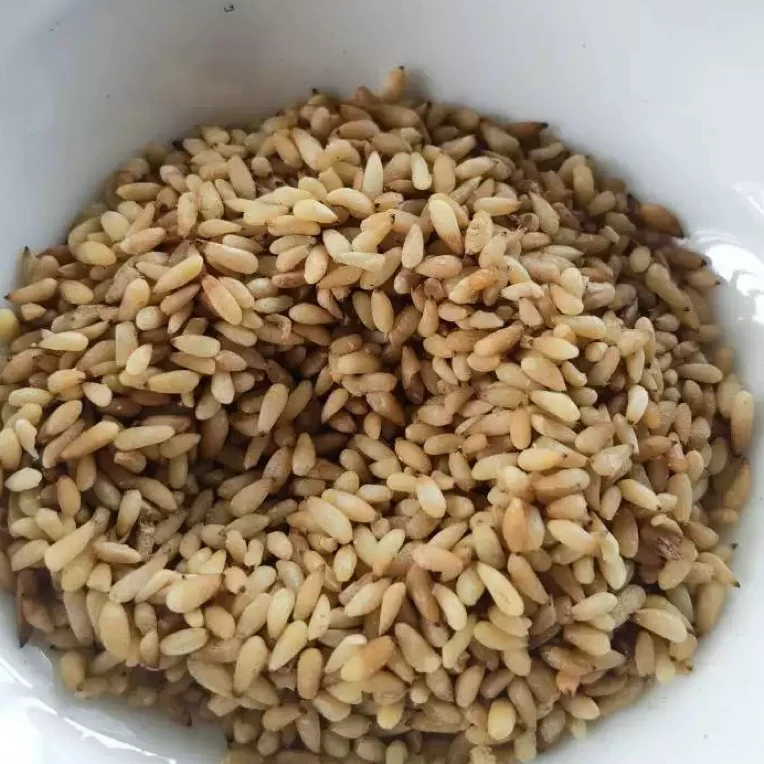 高山 农家 柏子仁