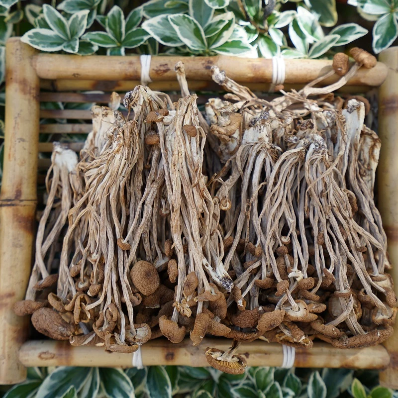 一斤装 高山 农家 茶树菇