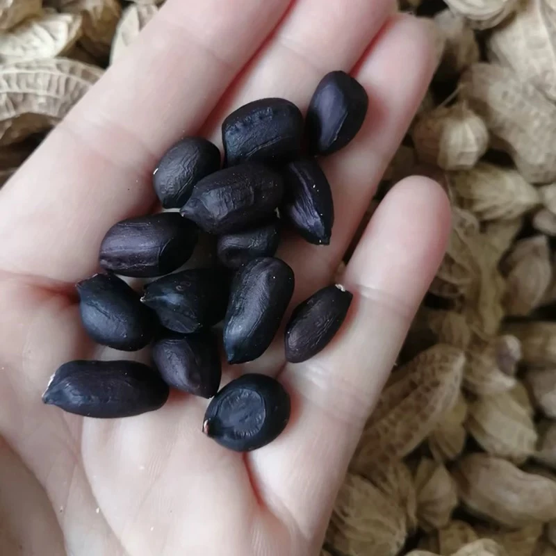 高山 农家 黑花生1