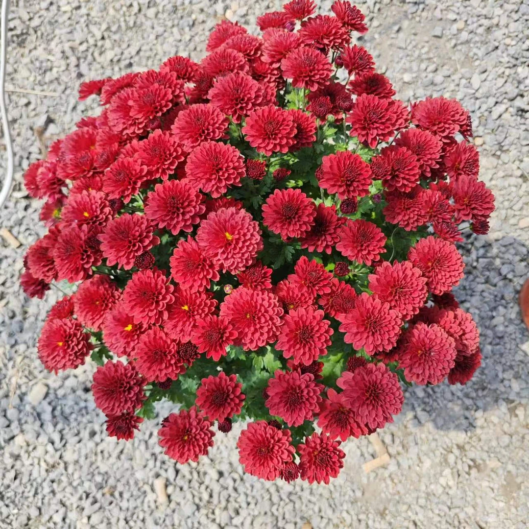 中国红千头菊  耐热耐寒多年生植物  新手易养护
