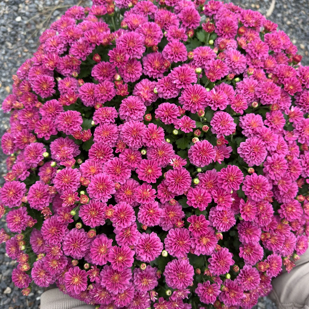 多彩糖果千头球菊  庭院阳台耐热耐寒多年生