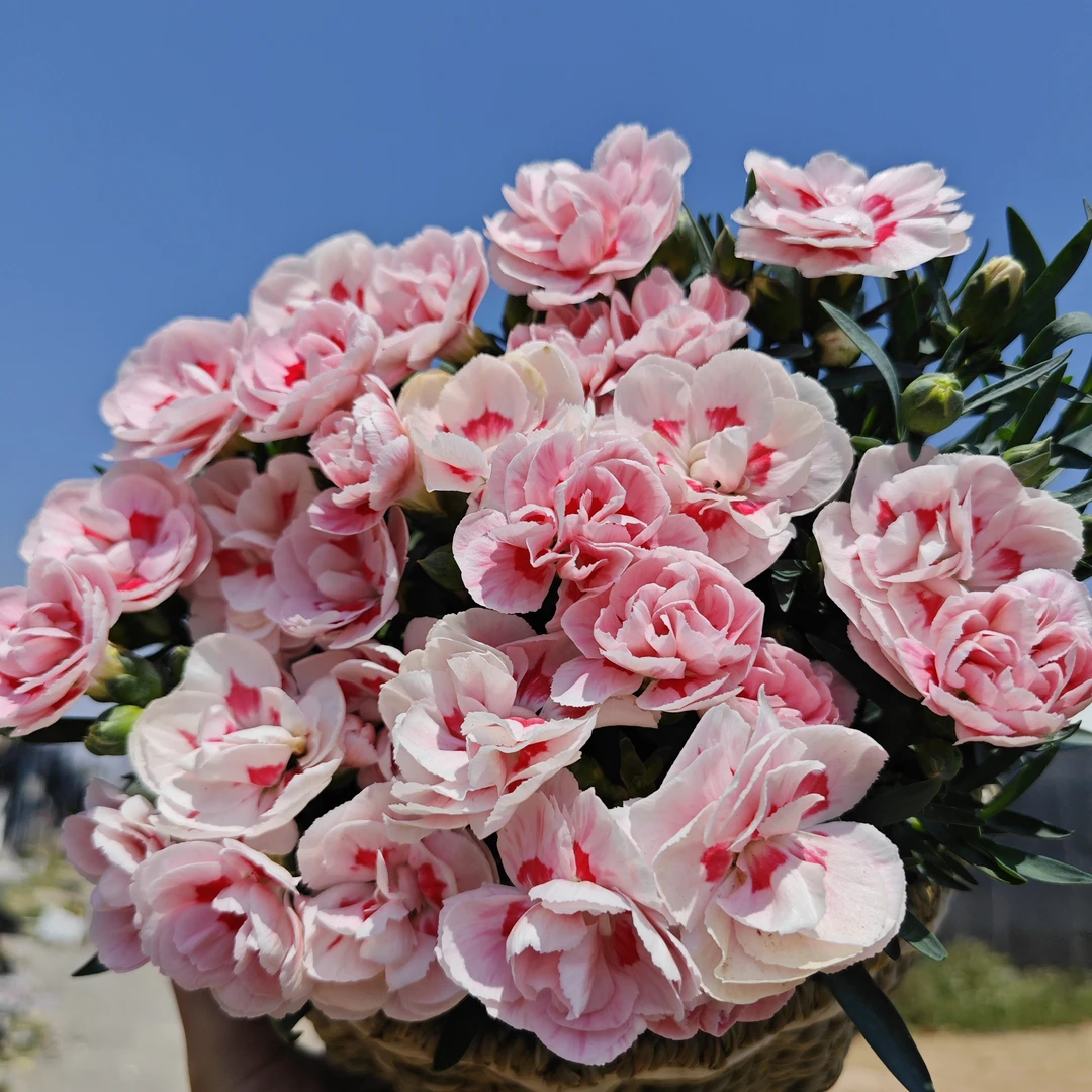 奥斯卡粉星康乃馨  耐热耐寒多年生植物  新手易养护