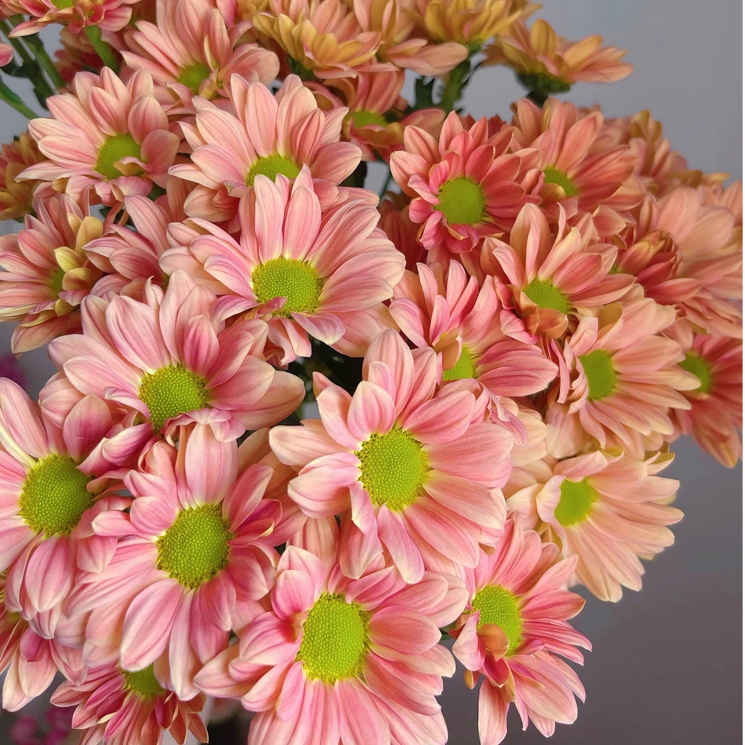 网红变色三文鱼荷兰菊 盆栽花苗耐热花期长多季节重复开花带花苞