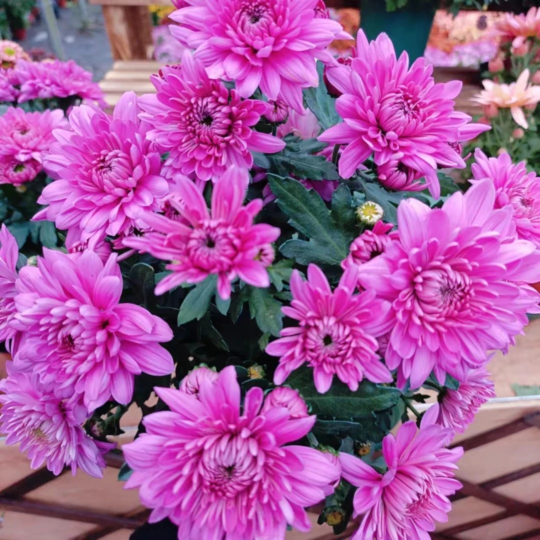 风水晶 荷兰菊 耐热花量大 多季节开花 新手易养护 多年生植物