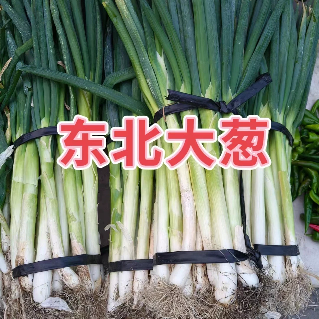 东北铁杆大葱带脏皮半叶微甜微辣5斤包邮