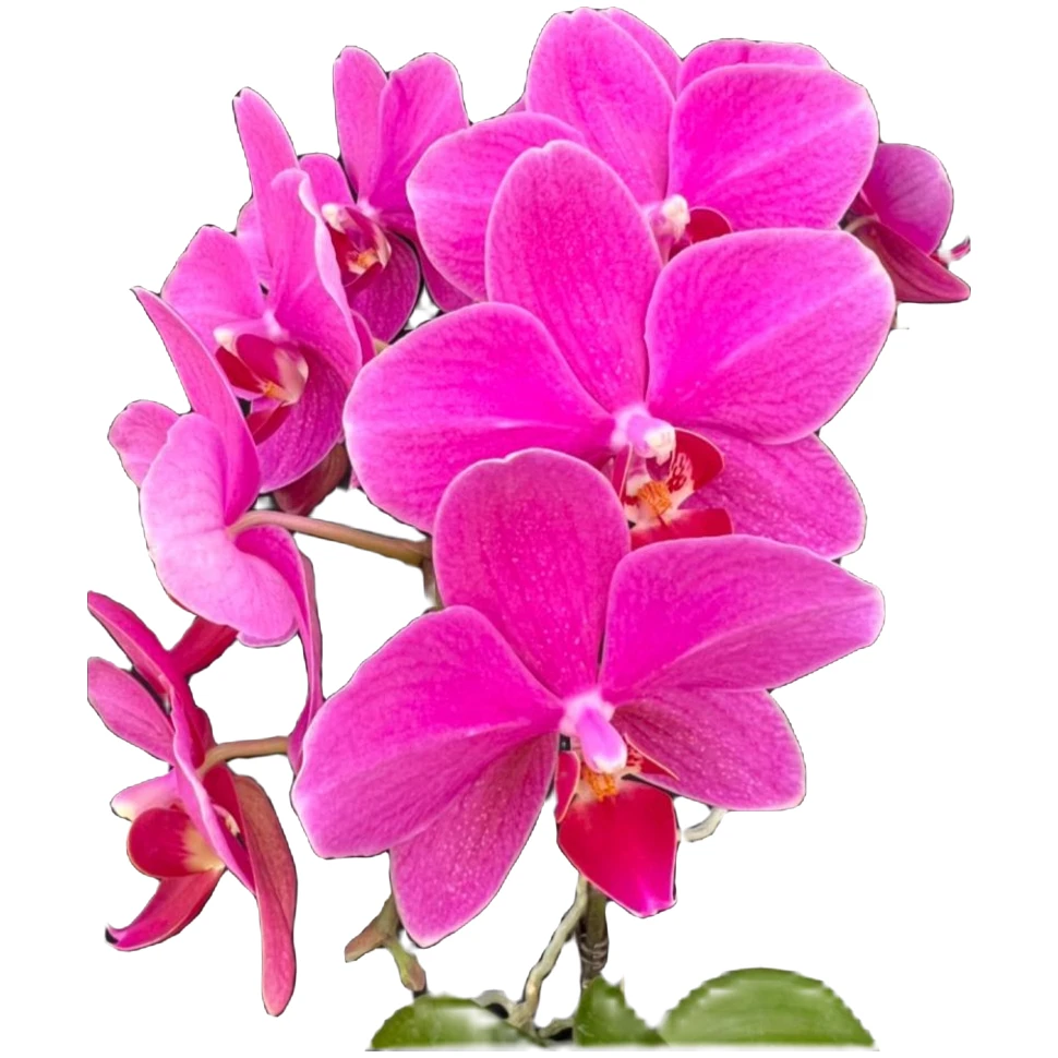 进口椎名蝴蝶兰开花株