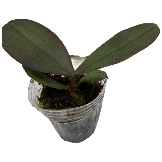 蝴蝶兰1.7寸小苗