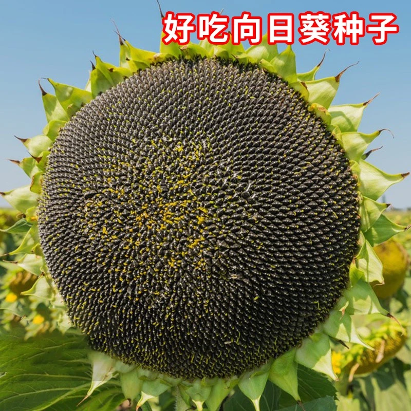 高产向日葵种子 食用瓜子葵花四季高产播种种子籽