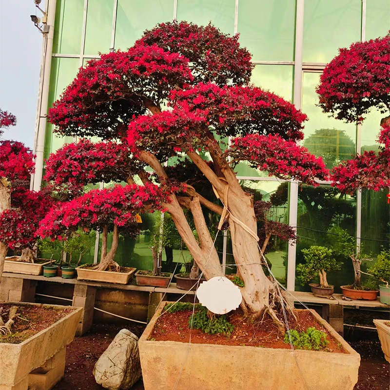 红花桃金娘继木造型盆景地景规格品种齐全直播间一物一拍山木香