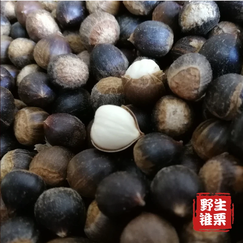 【开依】野生小锥栗米锥子板栗勾圆子新鲜毛栗子刺锥带壳板栗山货坚