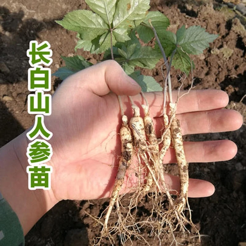 三年种苗  小苗人苗带土