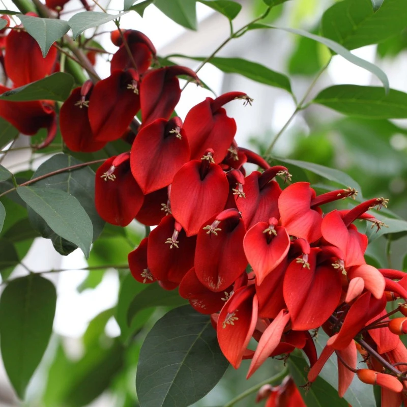 新采鸡冠刺桐种子巴西刺桐鸡冠豆种子象牙红鸡冠花树种子
