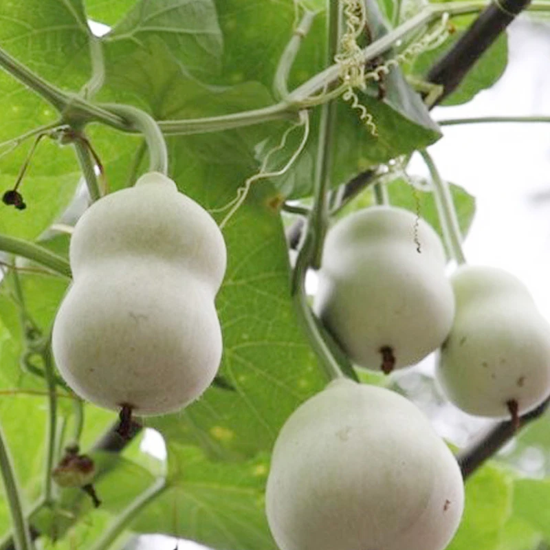 蝈蝈葫芦种子文玩葫芦籽室外爬滕植物庭院盆栽种子花籽一袋6粒