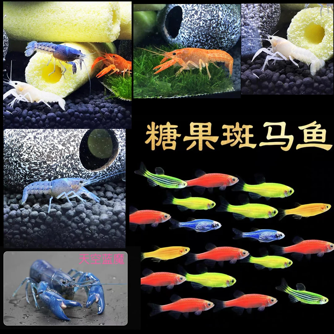 观赏鱼斑马鱼观赏虾除藻虾鳌虾龙虾龙纹火山破坏者鱼缸观赏