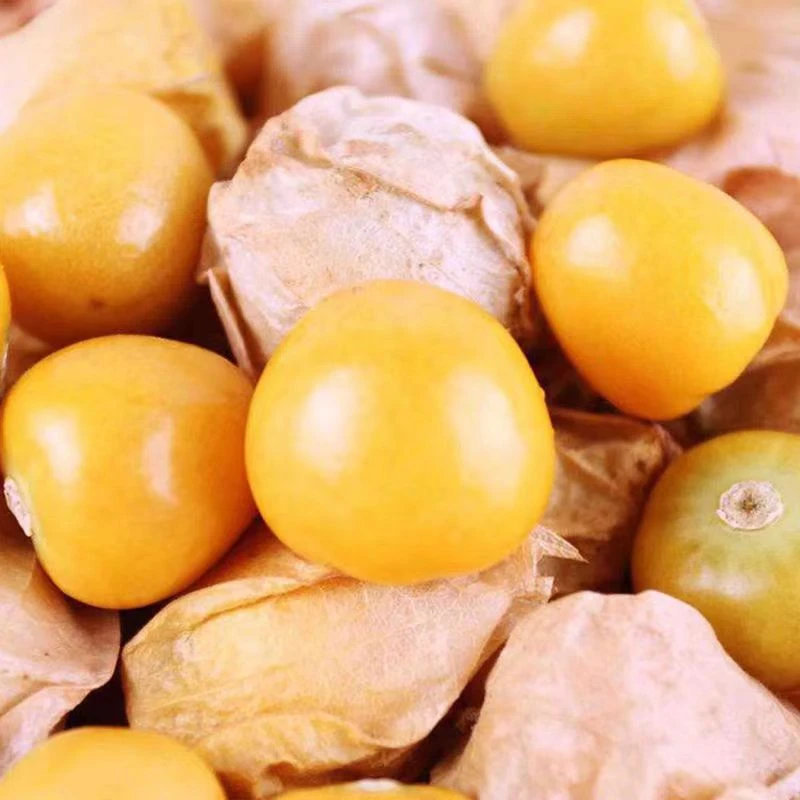 东北黄金菇娘果灯笼果超香甜东北特产姑娘果现摘现发四川爱媛橙