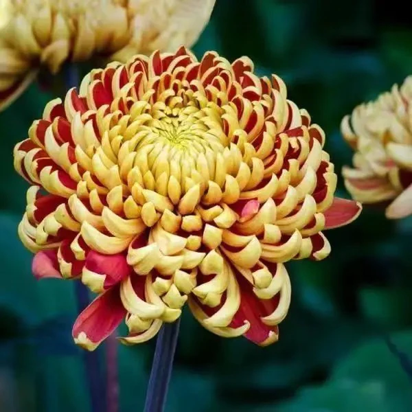 九月菊国庆菊花耐寒耐热盆栽四季开花室内室外观花植物【金背大红】