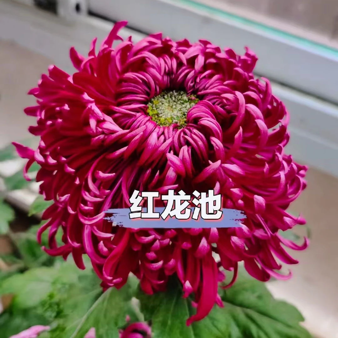 九月菊国庆菊花耐寒耐热盆栽四季开花室内室外观花【新品红龙池】