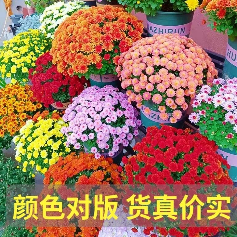 球菊荷兰菊耐寒多年生带花苞盆栽室内阳台庭院特色绿植花卉