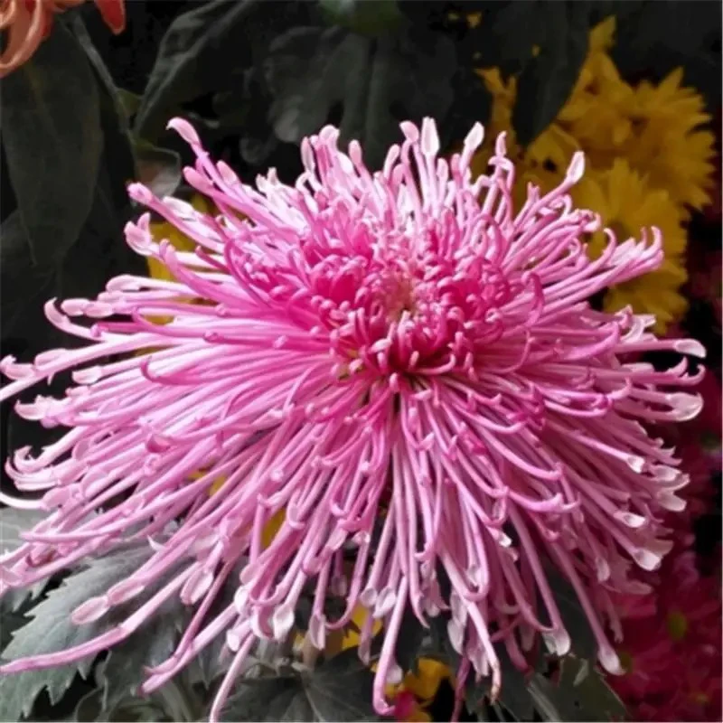九月菊国庆菊花盆栽四季开花[粉丝菊花]