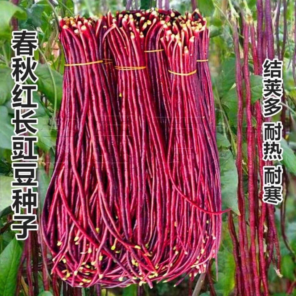 春秋红豆角种子紫色长豆角长豇豆高产耐热耐寒红色架豆角四季豆孑