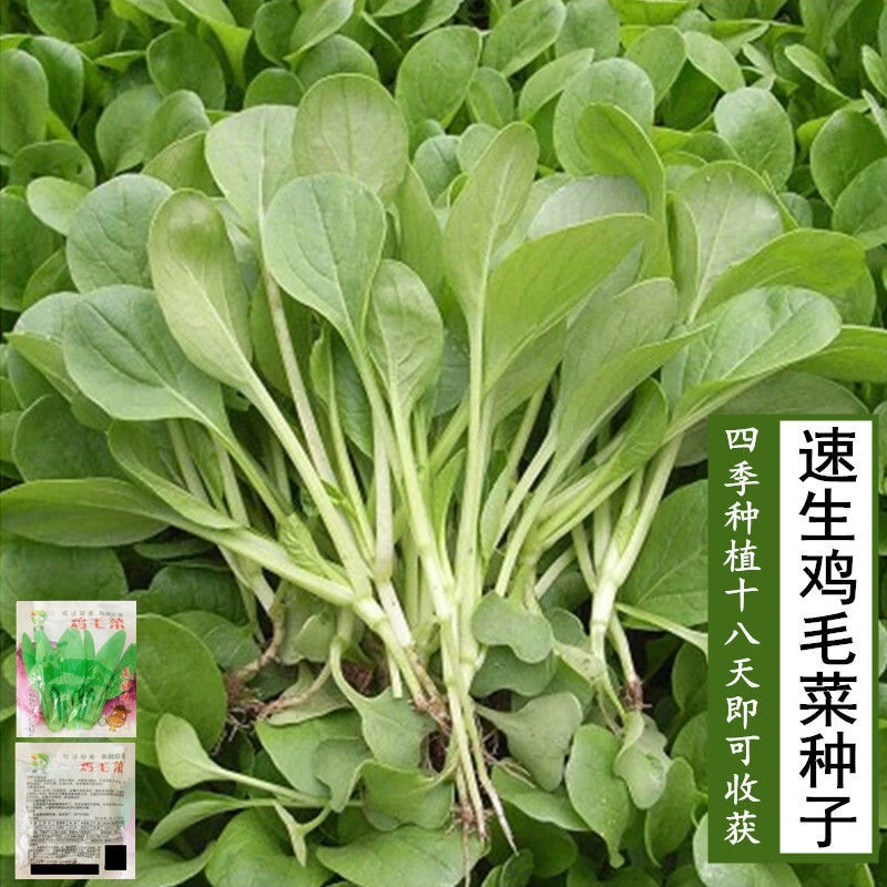 18天鸡毛菜种子可吃四季小白菜青菜种籽新手易种阳台盆栽蔬莱籽孑