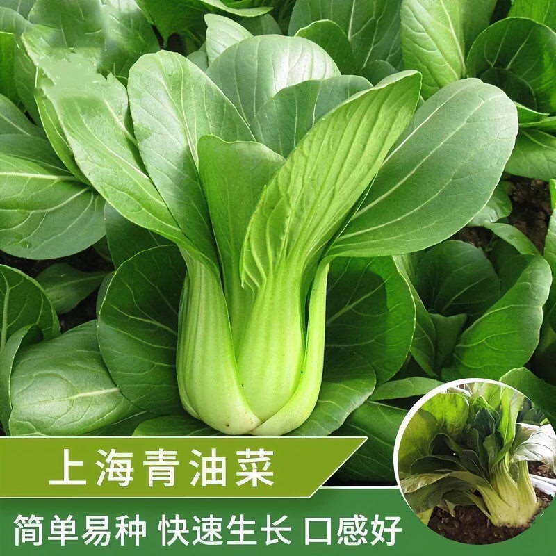 青菜种子上海青菜种子大全矮脚菜蔬菜种子批发油菜籽种子盆栽四季