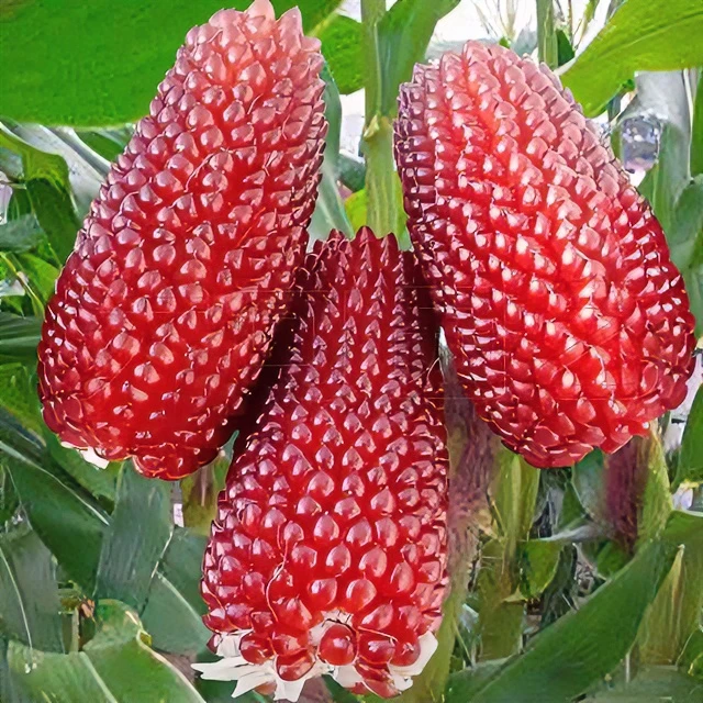 玉米种子草莓菠萝玉米种子甜糯玉米种子四季播种蔬菜开春菜种子