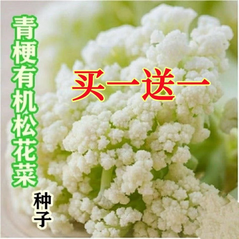 有机松花菜种子散花青梗白色有机花椰菜高产耐寒耐湿易种花菜种子
