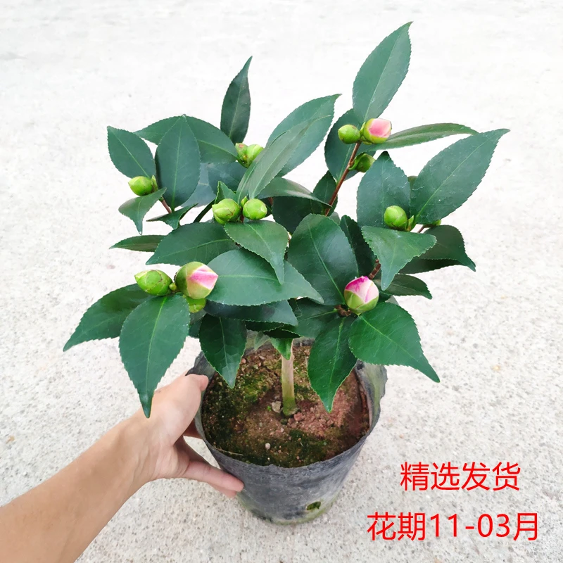 茶花盆栽带香味 烈香树苗室内四季阳台花卉庭院 大棵香妃好养易活